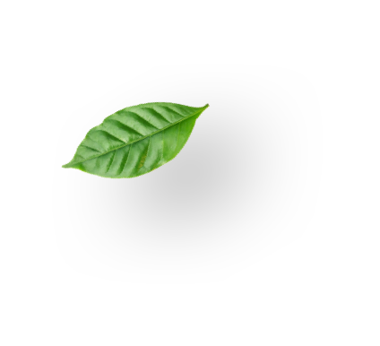 leaf logo leaf logo