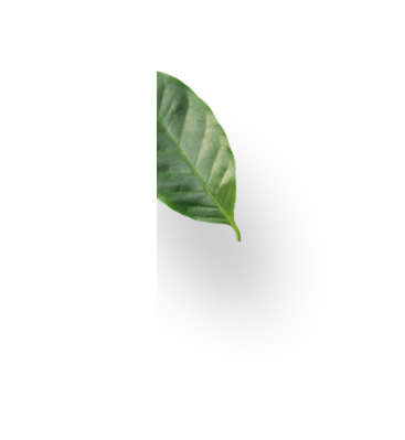 leag logo 1 leaf logo 1