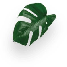 Lungo &ndash; 96 kaps&uacute;l decoration Image